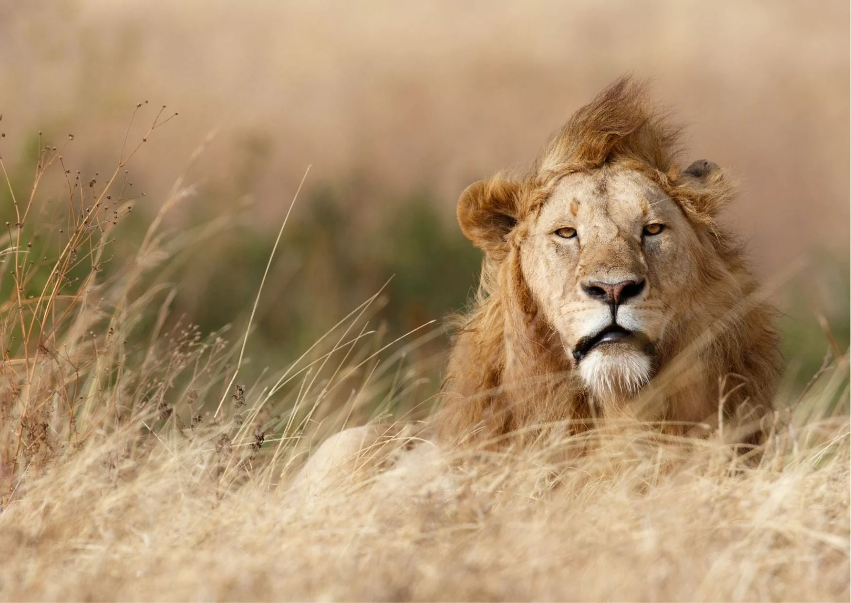 Produktbilde 1