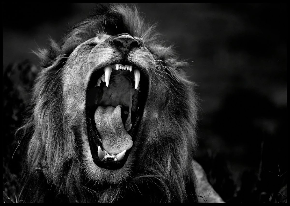 Produktbilde 1